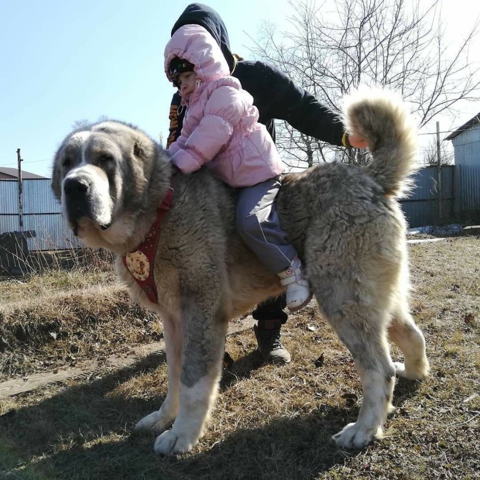 Волкодав и Сенбернар