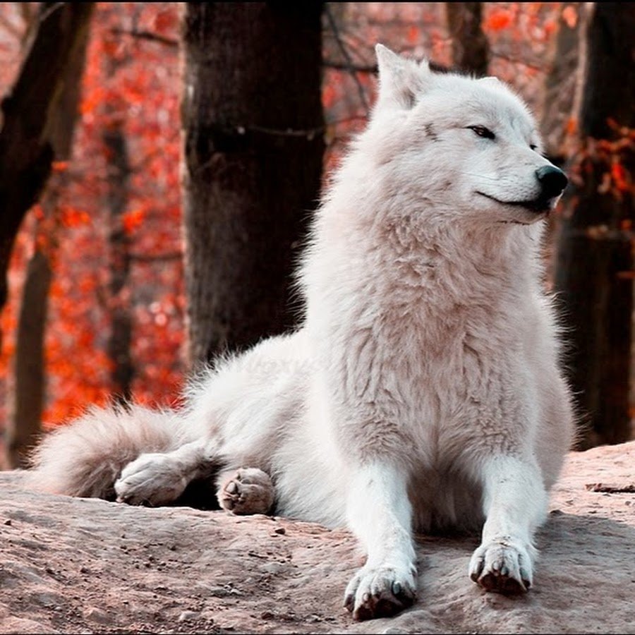 Белый волк милый