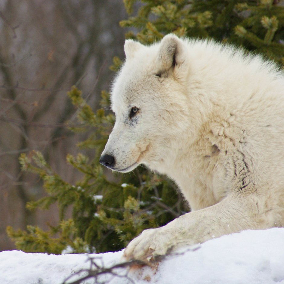 Белый волк Иркутск