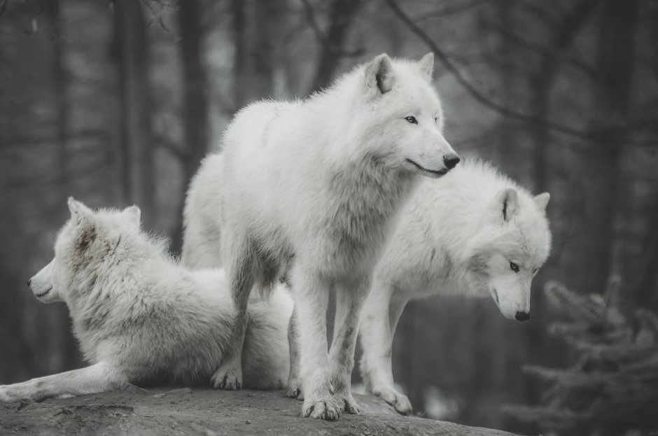 Красивые картинки Волков очень красивые