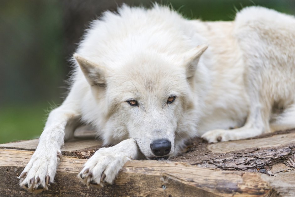 Полярный волк альбинос