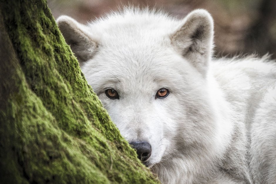 Белый волк добрый