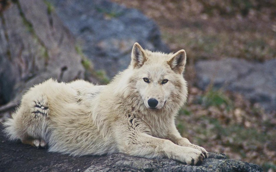 Волчица лежит