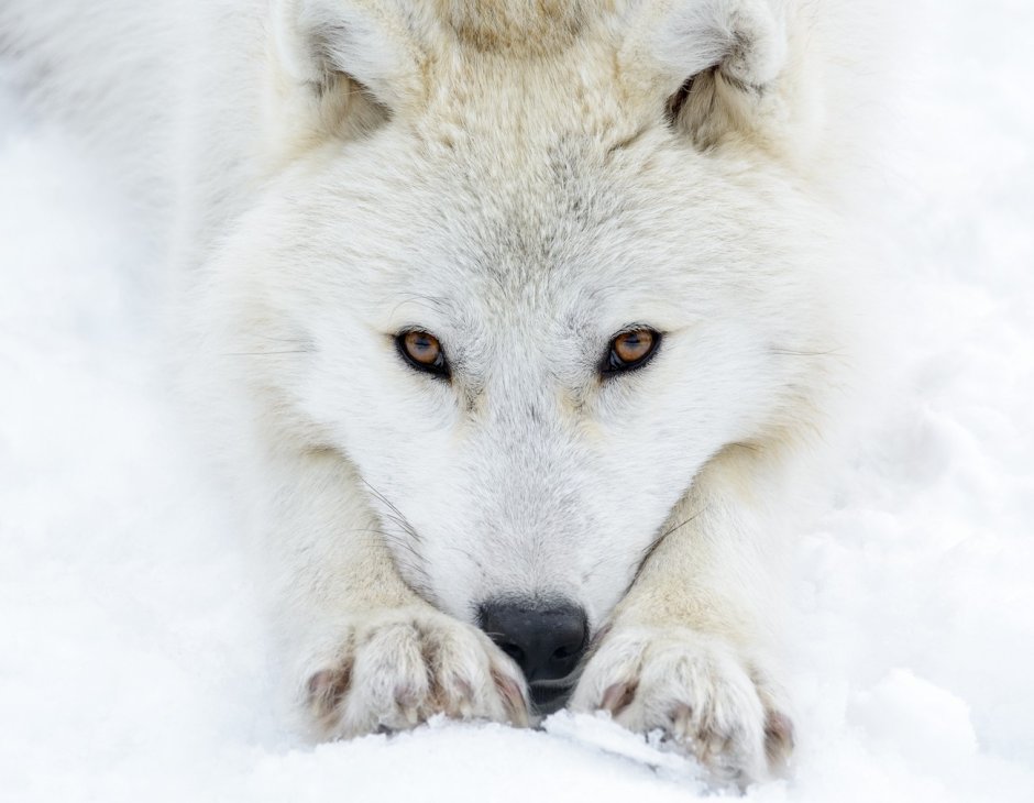 Волчонок животное