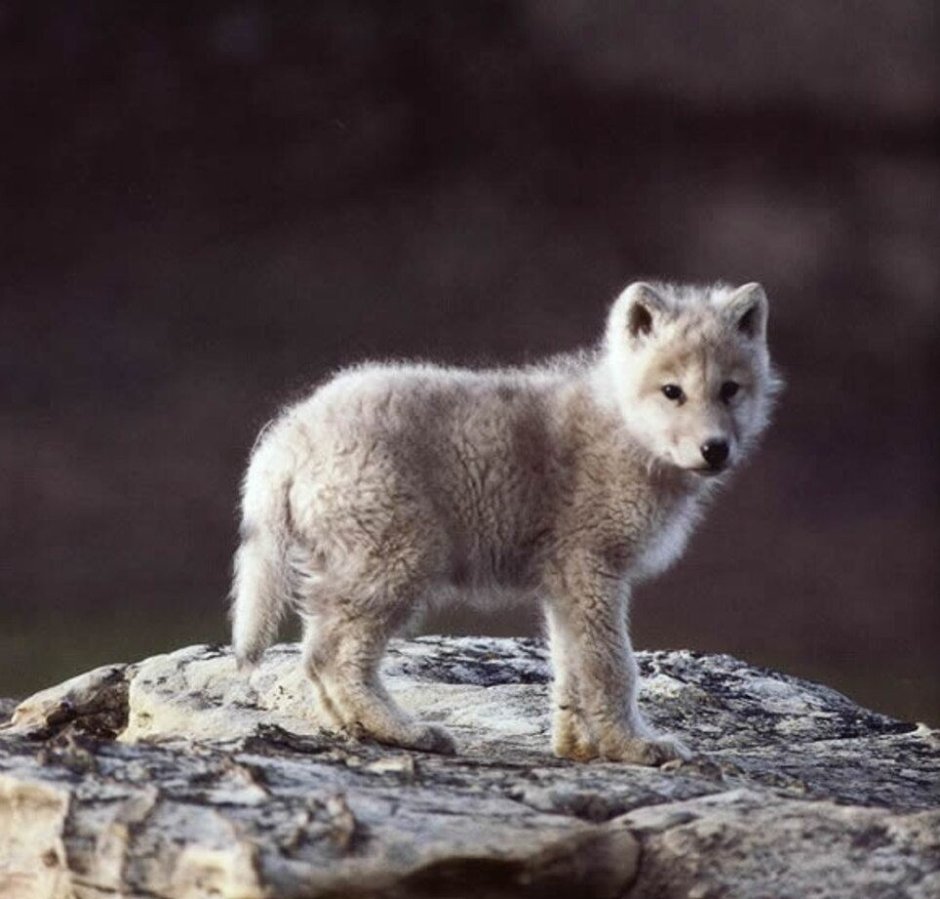 Волчата арктического волка
