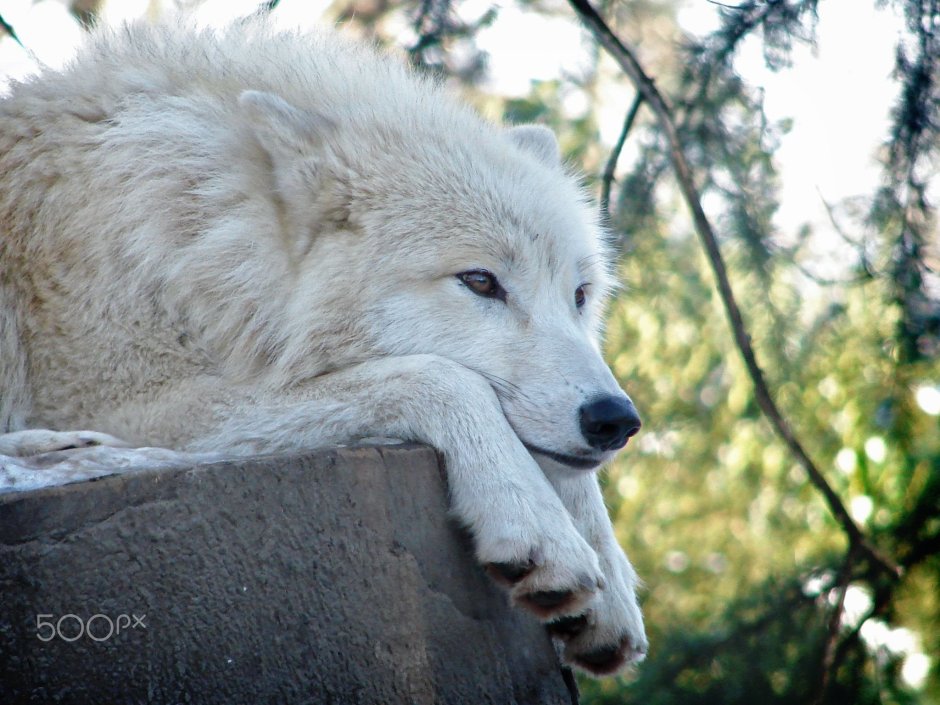 Белая волчица