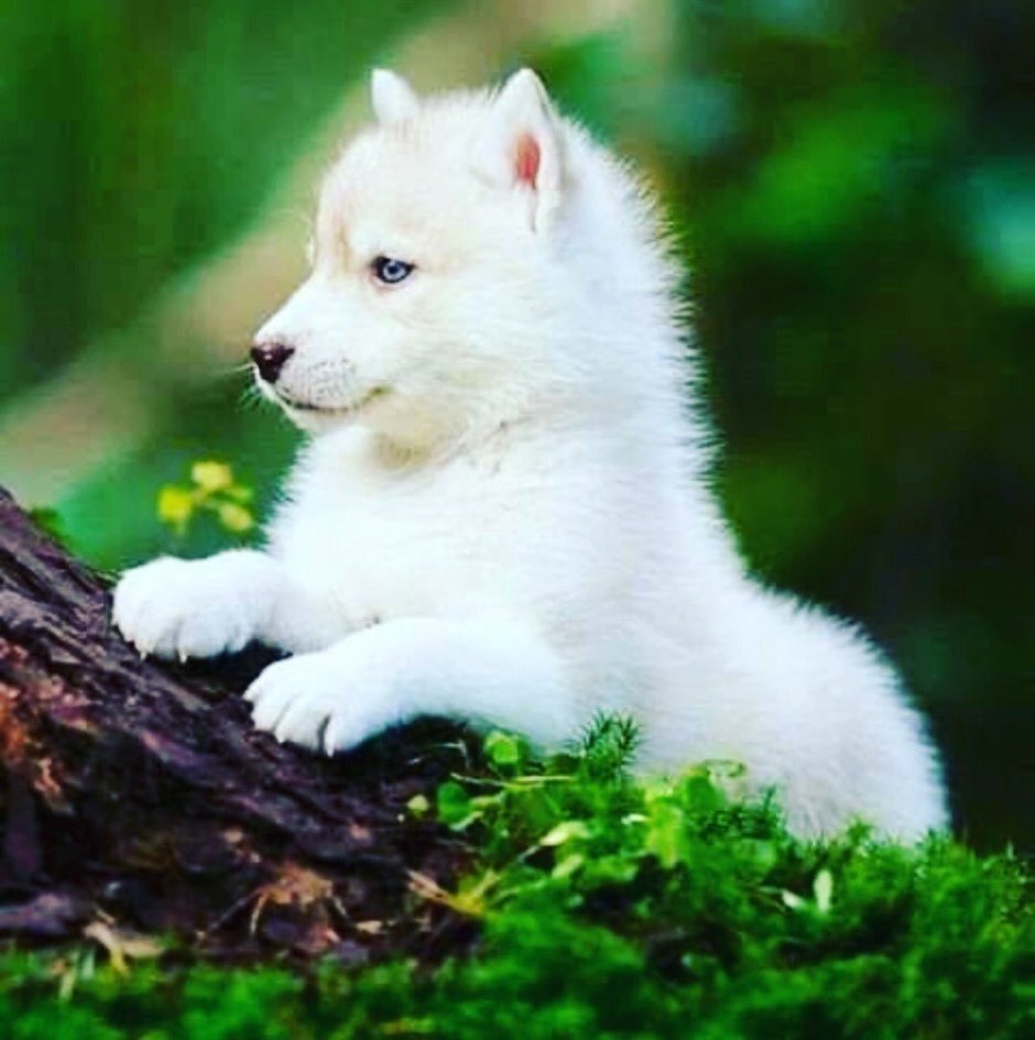 Сибирский хаски