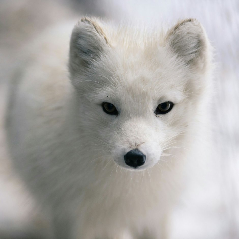 Белый малыш Лисёнок