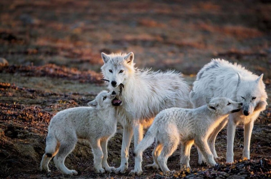 Мелвильский островной волк с волчатами