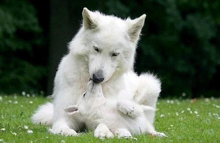 Волчата арктического волка