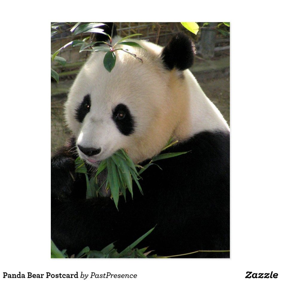 Bear Panda Gorilla