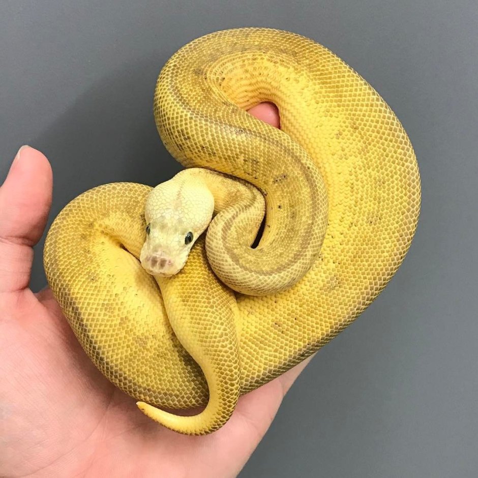 Королевский питон желтый