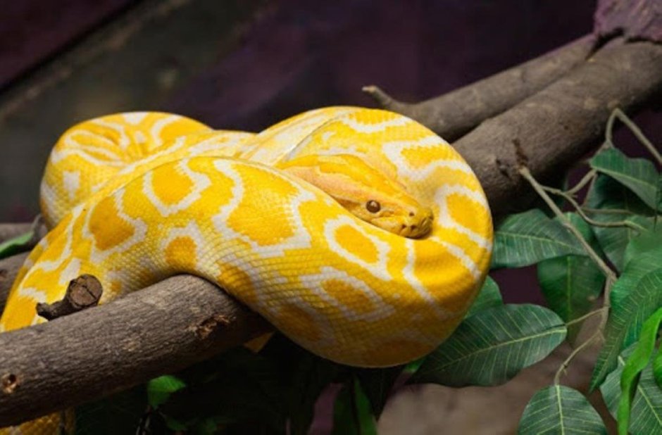Fire Pythons