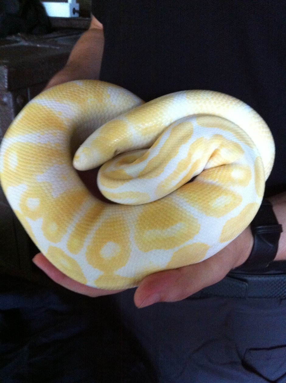 Albino head Королевский питон