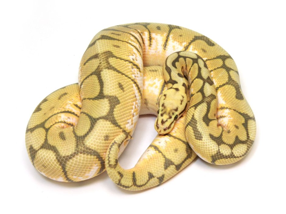 Python Regius Bumblebee
