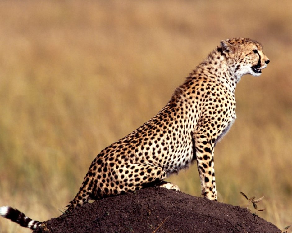 Гепард Cheetah 1994