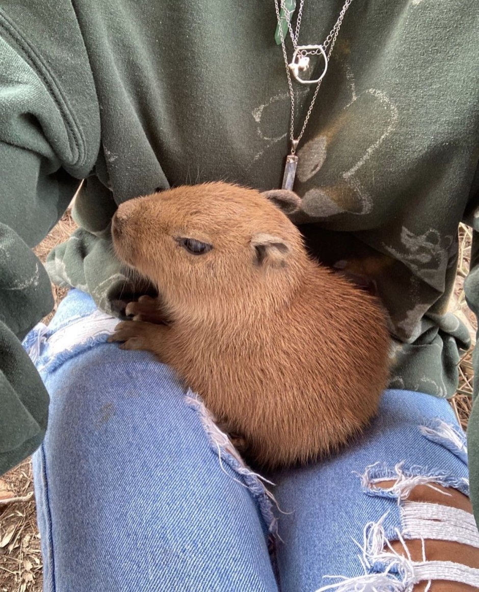 Капибара в одежде