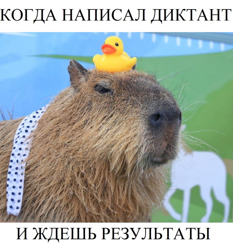 Капибара в тюрьме