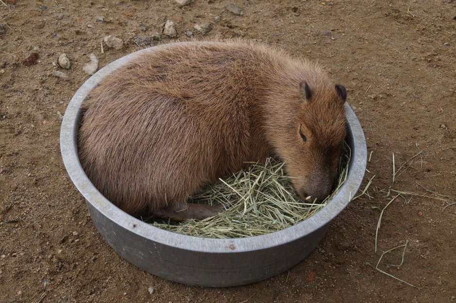Лысая капибара