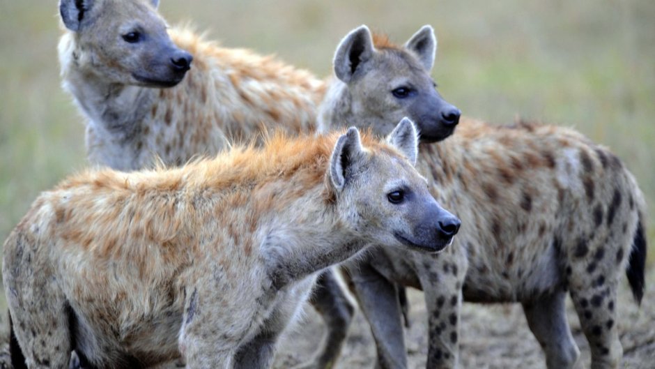 Стая гиен
