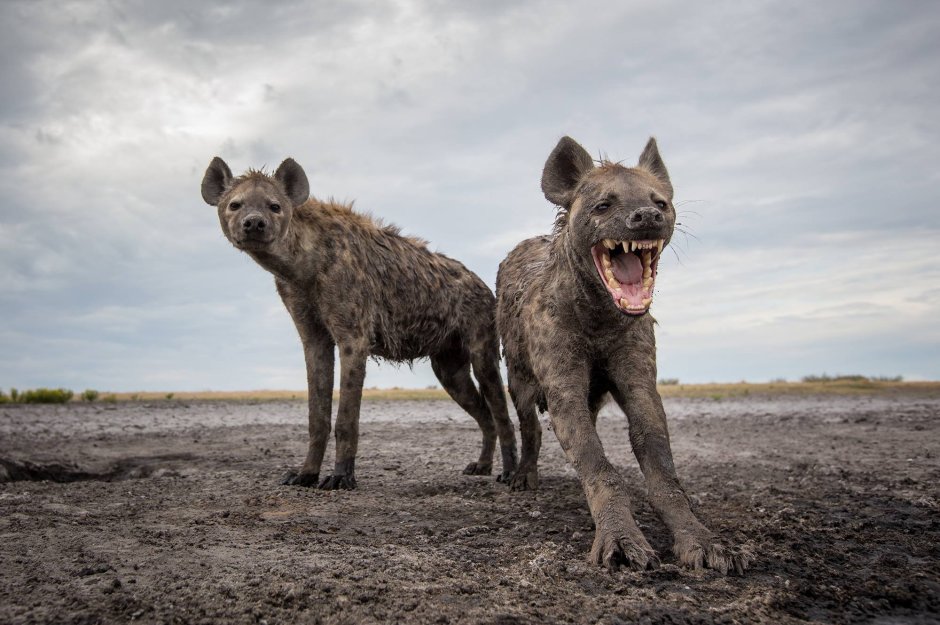Гиена Африканская