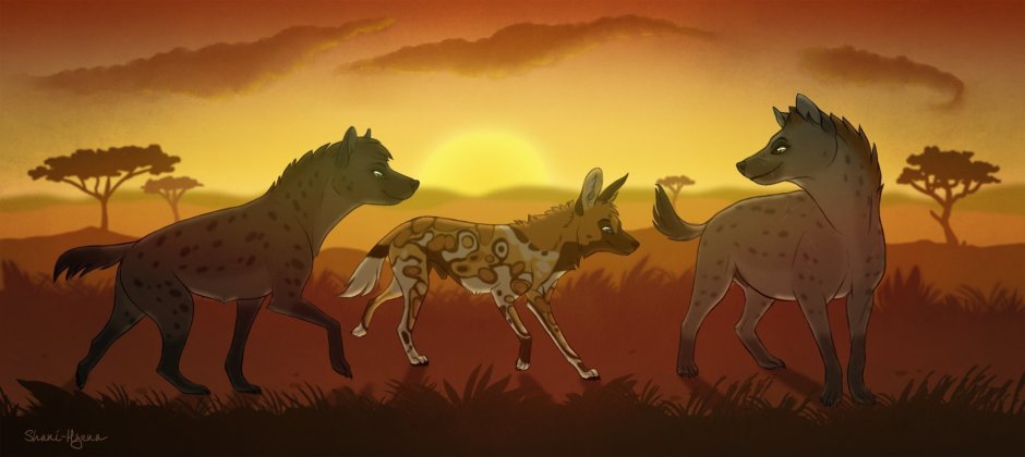 Гиеновидные собаки Король Лев