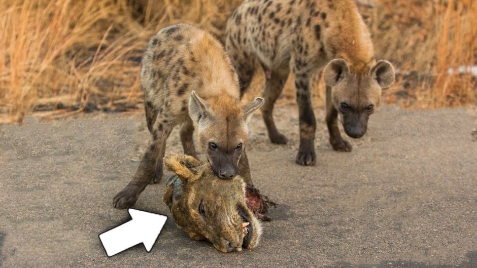 Волк и львица