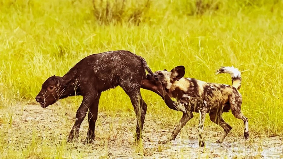 Гиеновидная собака нападает