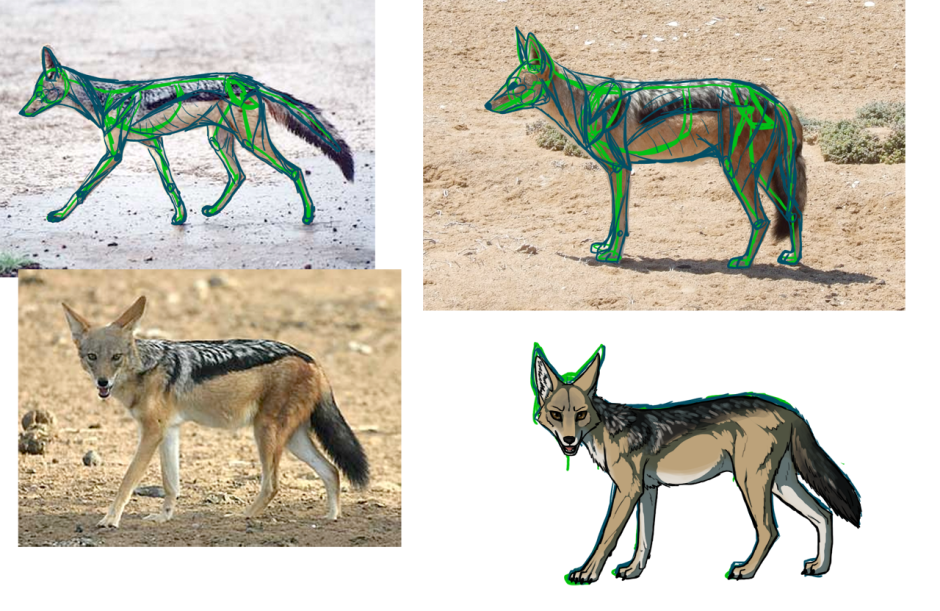 Анатомия шакала