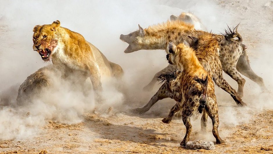 Гиена альбинос