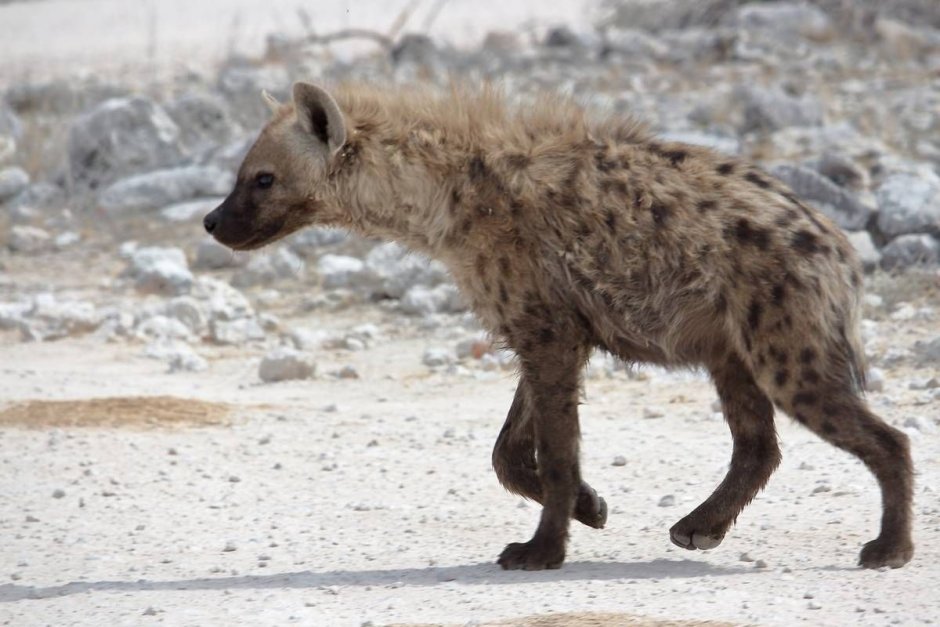 Гиена в пустыне