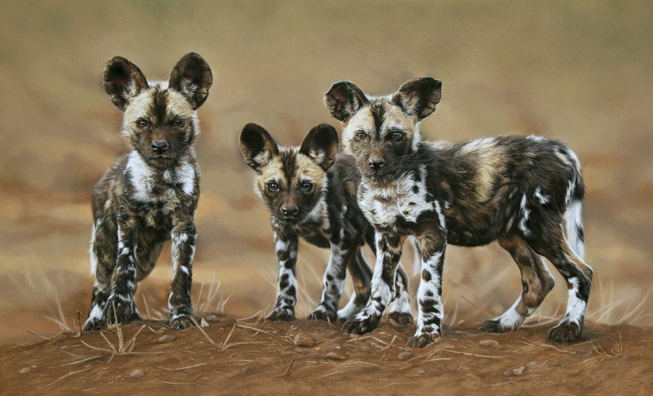 Гиеновая собака детеныш