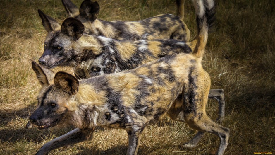 Львица гиеновая собака