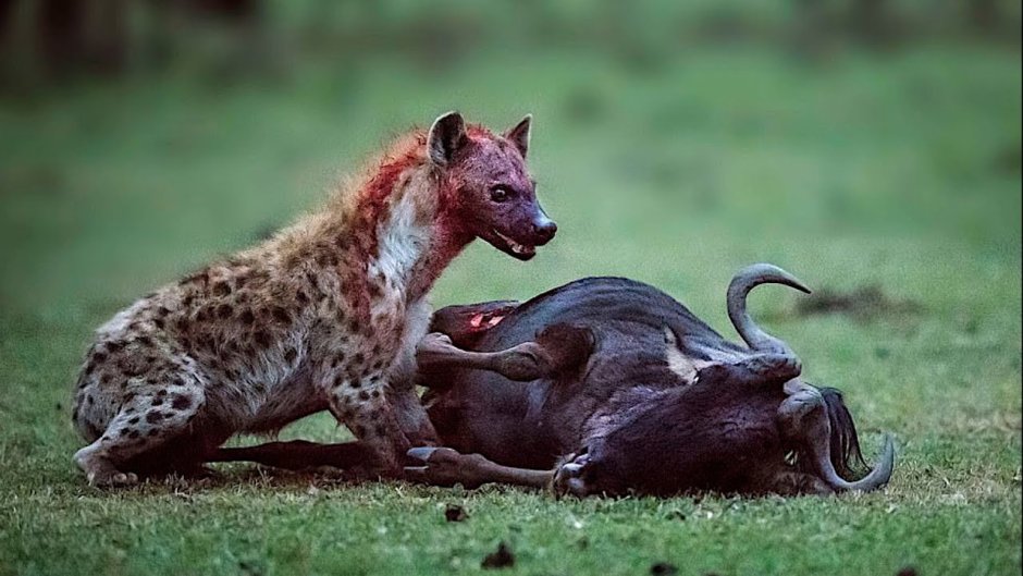 Гиеновая собака референс