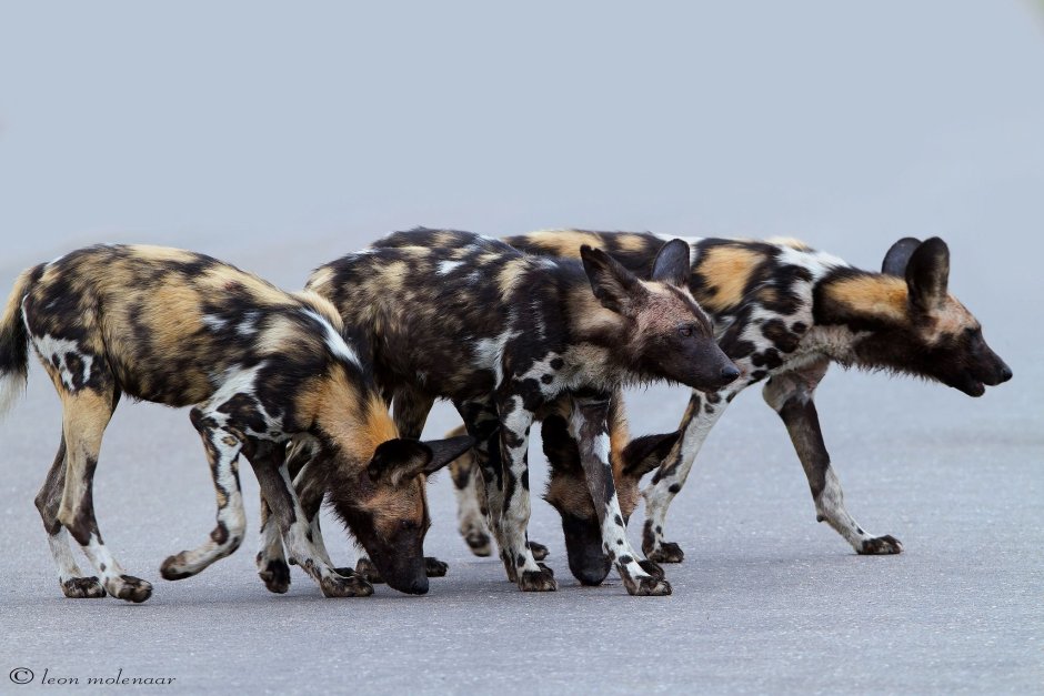 Охота млекопитающих