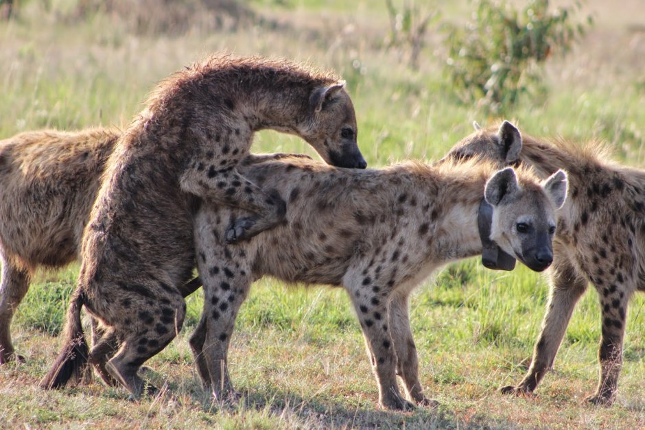 Пятнистая гиена самка и самец