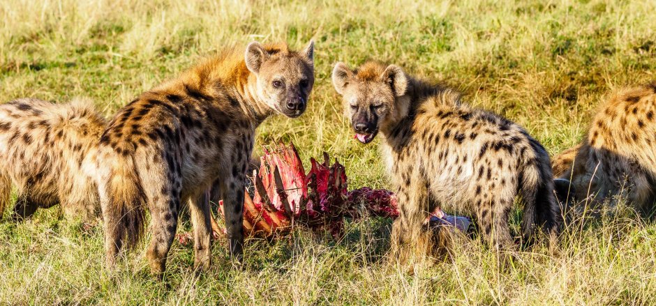 Hyenas species