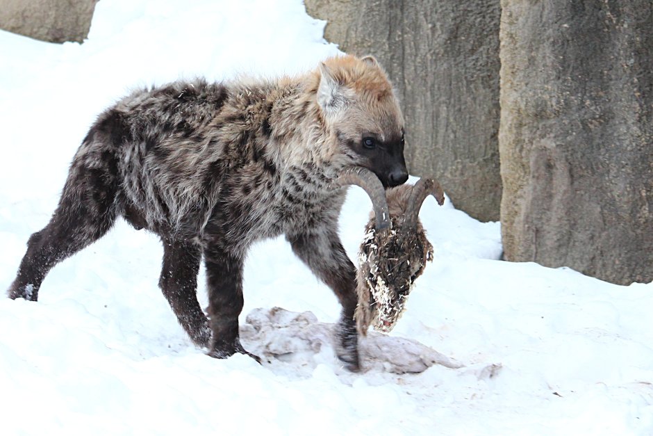 Пятнистая гиена в зоопарке