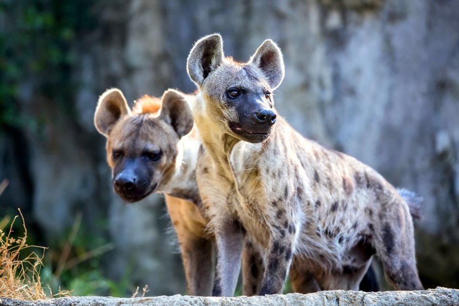 Пятнистая гиена