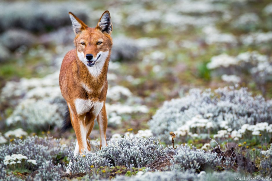 Canis simensis