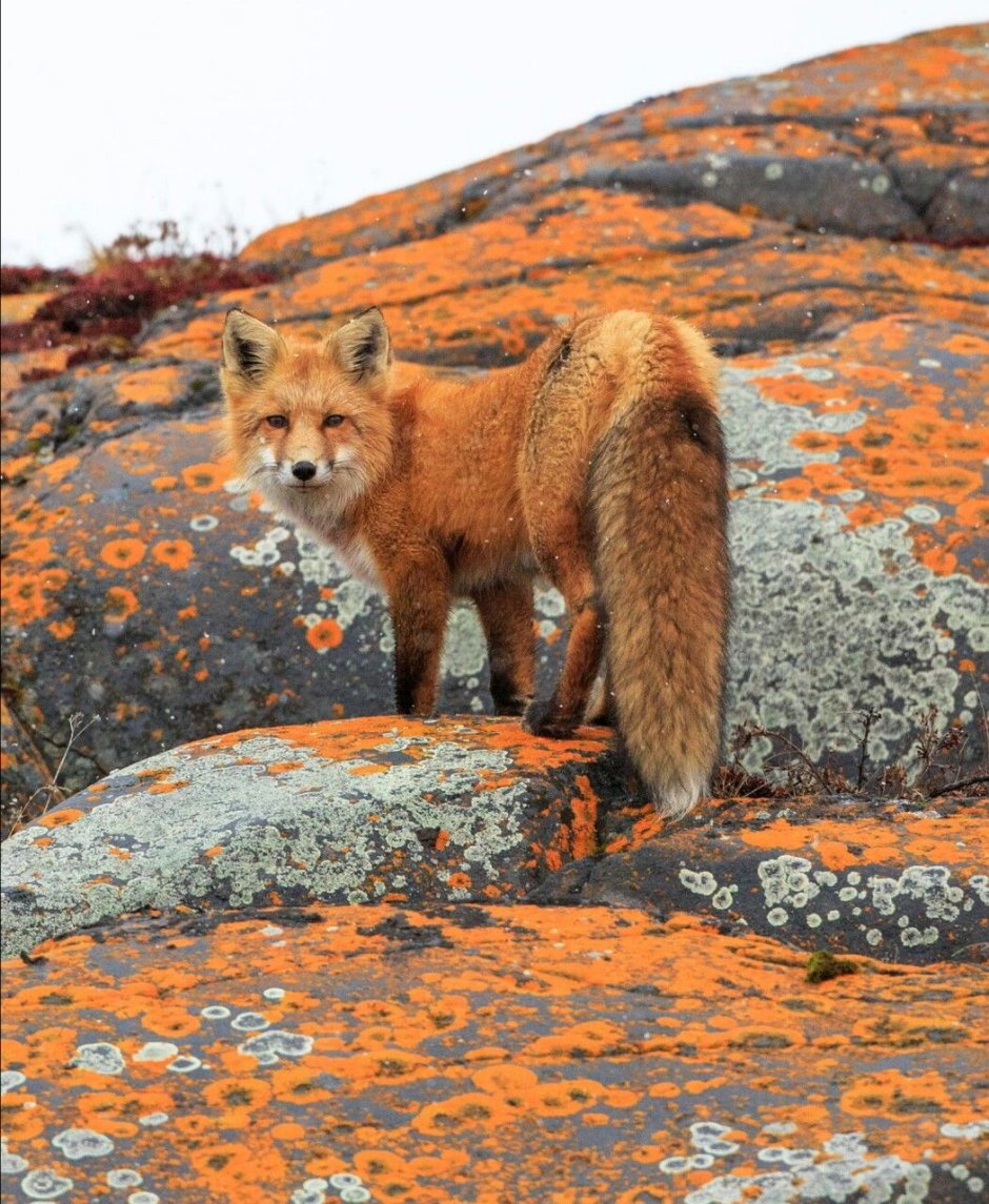 Осенний Лис
