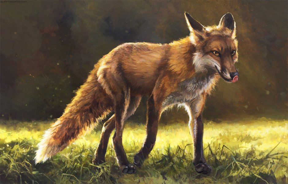 Лиса kenket