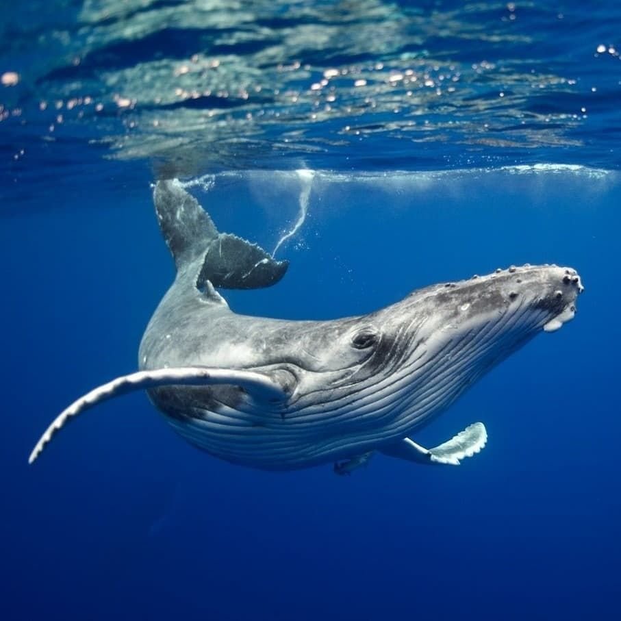 Морские животные будущего