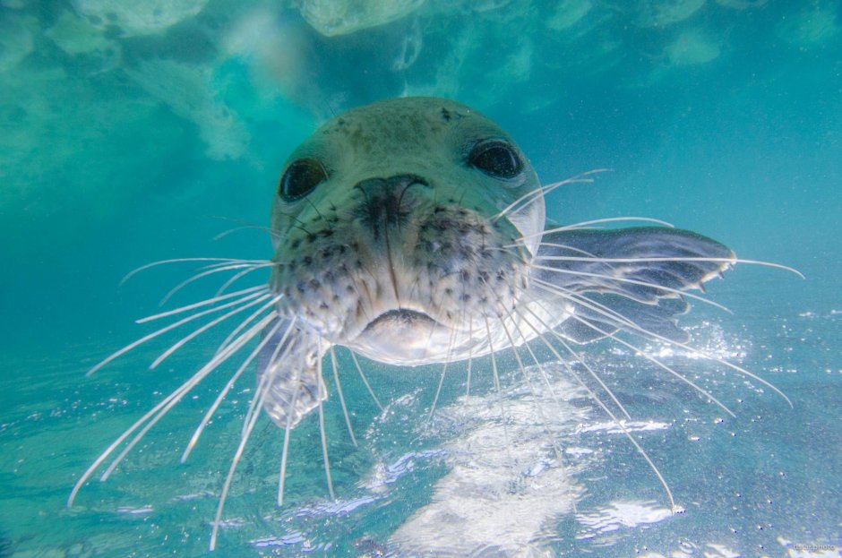 Подводные обитатели