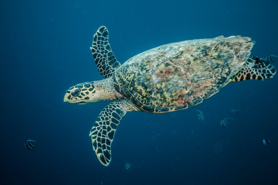 Обитатели индийского океана