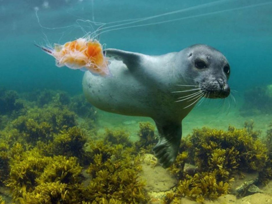 Атлантический морской парк. Олесунн