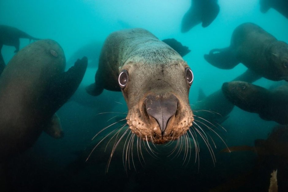 Сивуч Северный морской Лев