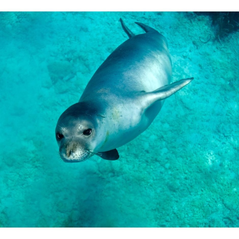 Белобрюхий тюлень в черном море