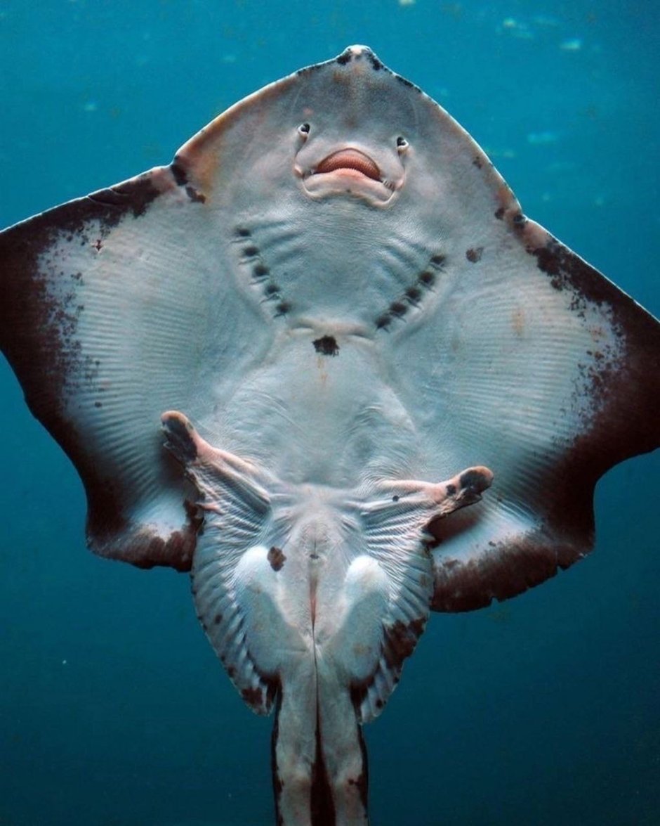 Стингрей морской Скат