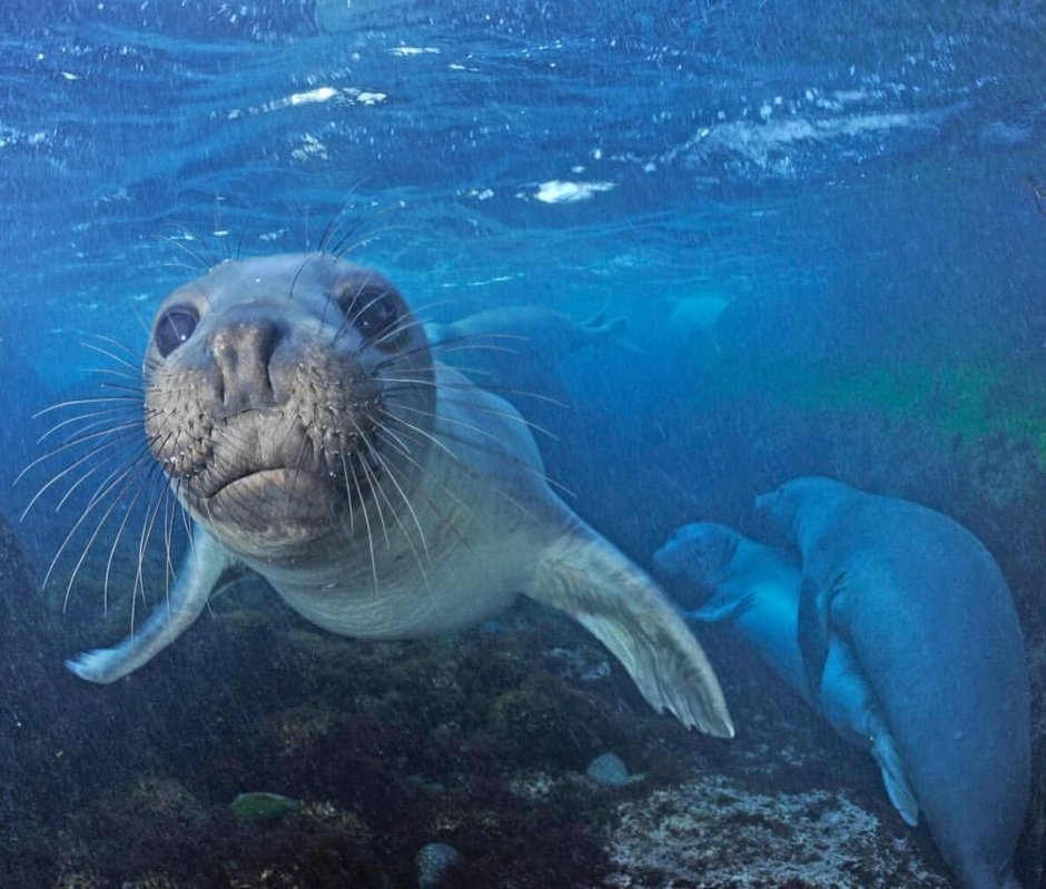 Ластоногие Тихого океана